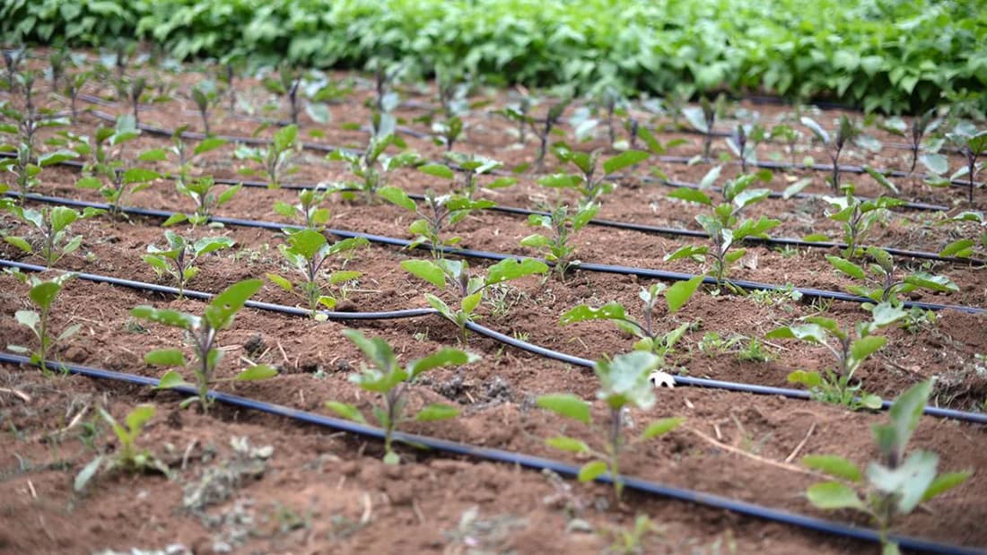 Single Irrigation System